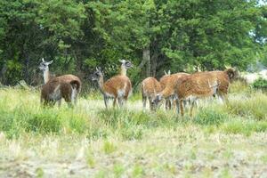 Guanaco, Lama Guanicoe, Luro Park, La Pampa Province, La Pampa, Argentina. photo