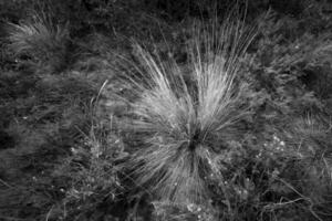 Calden forest landscape, Geoffraea decorticans plants, La Pampa province, Patagonia, Argentina. photo