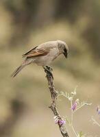 bahía con alas cowbird encaramado en caldén bosque, la pampa provincia, Patagonia, argentina. foto