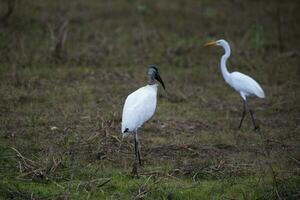 Jabiru in wetland environment, Jabiru mycteria ,Pantanal, Mato Grosso Brazil. photo