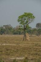 Pantanal countryside landscape, Mato Grosso province, Brazil photo