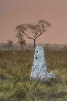 Termite mounds in Pantanal countyside environment,, Transpantaneira Route, Pantanal, Mato grosso.Brazil. photo