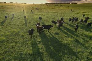 Aerial view of a troop of steers for export, cattle raised with natural pastures in the Argentine countryside. photo