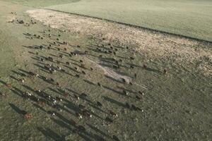 Aerial view of a troop of steers for export, cattle raised with natural pastures in the Argentine countryside. photo