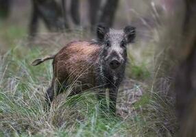 Wild boar herd in a water hole, Chaco Forest, La Pampa province, Patagonia, Argentina. photo