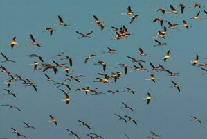 Flamingos flock in a salty lagoon, La Pampa Province,Patagonia, Argentina. photo