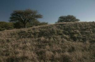 Pampas grass landscape, La Pampa province, Patagonia, Argentina. photo