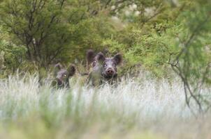 Wild boar herd in a water hole, Chaco Forest, La Pampa province, Patagonia, Argentina. photo