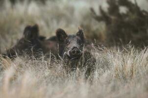 Wild boar herd in a water hole, Chaco Forest, La Pampa province, Patagonia, Argentina. photo