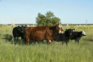 vacas levantamiento con natural pastos en pampa campo, la pampa provincia, patagonia, argentina. foto