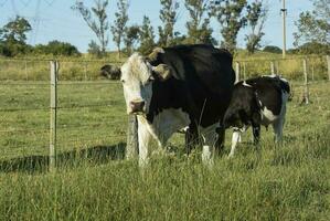 Cattle raising  with natural pastures in Pampas countryside, La Pampa Province,Patagonia, Argentina. photo