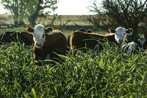 Cattle raising  with natural pastures in Pampas countryside, La Pampa Province,Patagonia, Argentina. photo