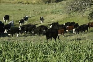 Cattle raising  with natural pastures in Pampas countryside, La Pampa Province,Patagonia, Argentina. photo