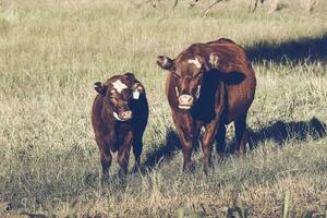 Cattle raising  with natural pastures in Pampas countryside, La Pampa Province,Patagonia, Argentina. photo