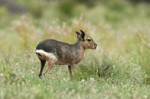 Patagonian cavi in Pampas grassland environment, La Pampa Province, , Patagonia , Argentina photo