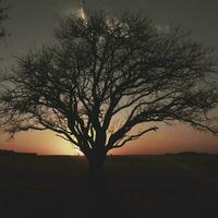 Lonely tree in thick fog at dawn, in Pampas Landscape, La Pampa Province, Patagonia, Argentina. photo