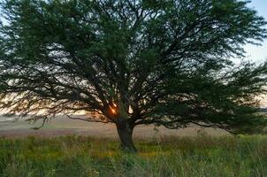 Lonely tree in thick fog at dawn, in Pampas Landscape, La Pampa Province, Patagonia, Argentina. photo