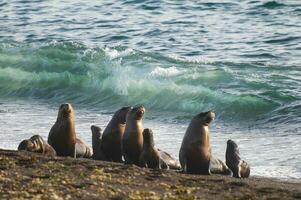 South American  Sea Lion Female,
Peninsula Valdes ,Chubut,Patagonia, Argentina photo