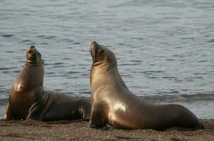 South American  Sea Lion Otaria flavescens Female,Peninsula Valdes ,Chubut,Patagonia, Argentina photo