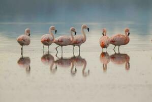 Flamingos flock in a salty lagoon, La Pampa Province,Patagonia, Argentina. photo