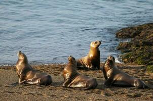 South American  Sea Lion Otaria flavescens Female,Peninsula Valdes ,Chubut,Patagonia, Argentina photo