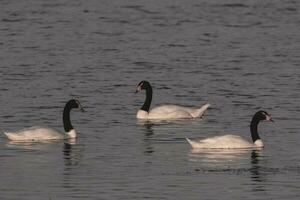 Black necked Swan swimming in a lagoon, La Pampa Province, Patagonia, Argentina. photo