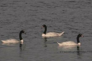 negro cuello cisne nadando en un laguna, la pampa provincia, Patagonia, argentina. foto