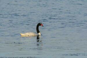 Black necked Swan swimming in a lagoon, La Pampa Province, Patagonia, Argentina. photo