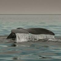 Whale tail in Peninsula Valdes, Unesco World Heritage Site, Patagonia, Argentina photo