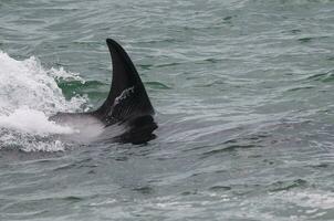 Killer whale on the surface, Peninsula Valdes, Patagonia, Argentina. photo