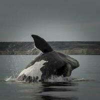 Southern right whale,jumping behavior, Puerto Madryn, Patagonia, Argentina photo