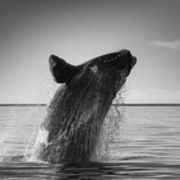 Whale jumping in Peninsula Valdes,Puerto Madryn,  Patagonia, Argentina photo