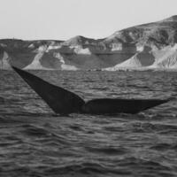 Whale tail in Peninsula Valdes, Unesco World Heritage Site, Patagonia, Argentina. photo