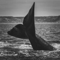 Whale tail in Peninsula Valdes, Unesco World Heritage Site, Patagonia, Argentina. photo