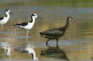 White faced ibis , La Pampa, Patagonia, Argentina photo