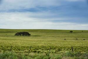 Argentine, Pampas countryside landscape, La Pampa province, Patagonia, Argentina. photo