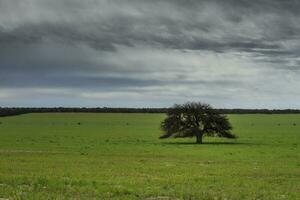 Pampas countryside landscape, La Pampa province, Patagonia, Argentina. photo