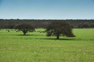 Pampas countryside landscape, La Pampa province, Patagonia, Argentina. photo