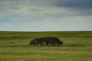 Pampas grass landscape, La Pampa province, Patagonia, Argentina. photo