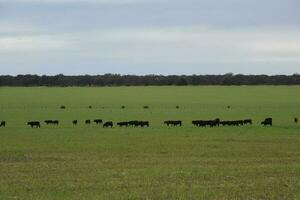 Cattle raising  with natural pastures in Pampas countryside, La Pampa Province,Patagonia, Argentina. photo