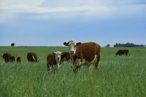 Cattle raising  with natural pastures in Pampas countryside, La Pampa Province,Patagonia, Argentina. photo