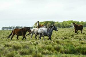 Herd of horses in the coutryside, La Pampa province, Patagonia,  Argentina. photo