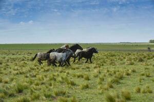 manada de caballos en el campo, la pampa provincia, Patagonia, argentina. foto