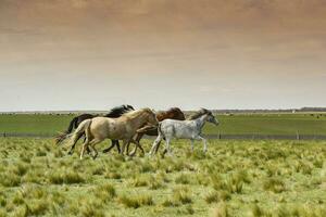 manada de caballos en el campo, la pampa provincia, Patagonia, argentina. foto