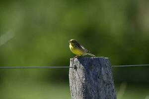 azafrán pinzón sicalis flaveola, la pampa, argentina. foto