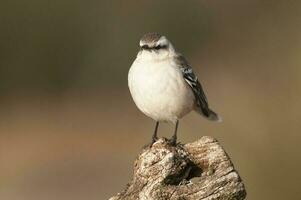 Chalk browed Mockingbird, La Pampa Province, Patagonia, Argentina photo