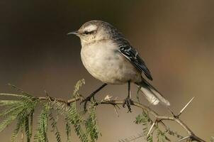 Chalk browed Mockingbird, La Pampa Province, Patagonia, Argentina photo