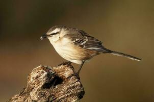 Chalk browed Mockingbird, La Pampa Province, Patagonia, Argentina photo