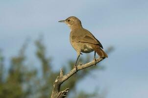 Rufous Hornero , Argentine national Bird, Ibera Marshes, Corrientes Province Argentina. photo