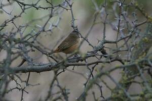 Grass Wren, in Calden Forest environment, La Pampa Province, Patagonia, Argentina. photo